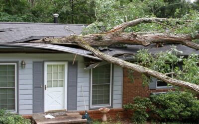 What to Do When a Tree Falls on Your Roof